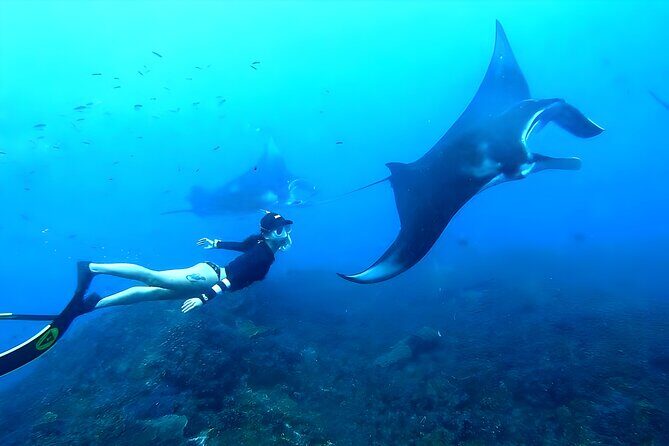 West Nusa Penida Island Snorkeling Tour - From Bali Island - Key Points