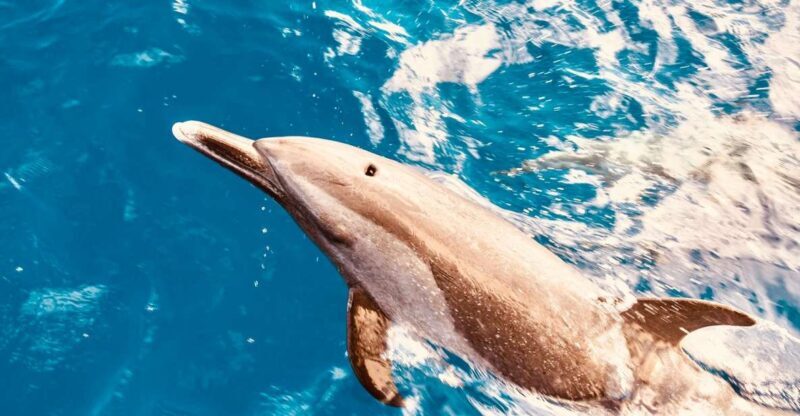 West O'ahu: Dolphin Watching and Snorkeling Catamaran Cruise - The Real Deal: What Travelers Are Saying