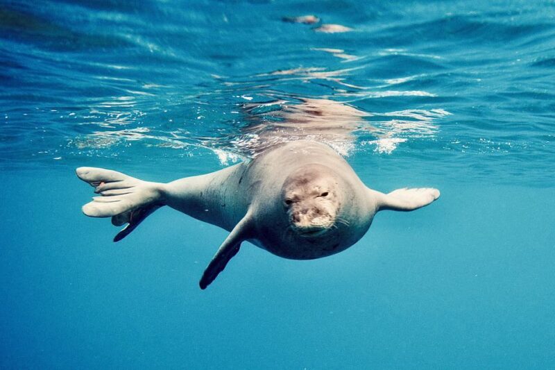 West O'ahu: Dolphin Watching and Snorkeling Catamaran Cruise - Who Will Love This Tour?