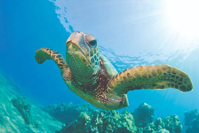 West Oahu Green Sea Turtle and Dolphin Snorkel Sail with Lunch - Key Points