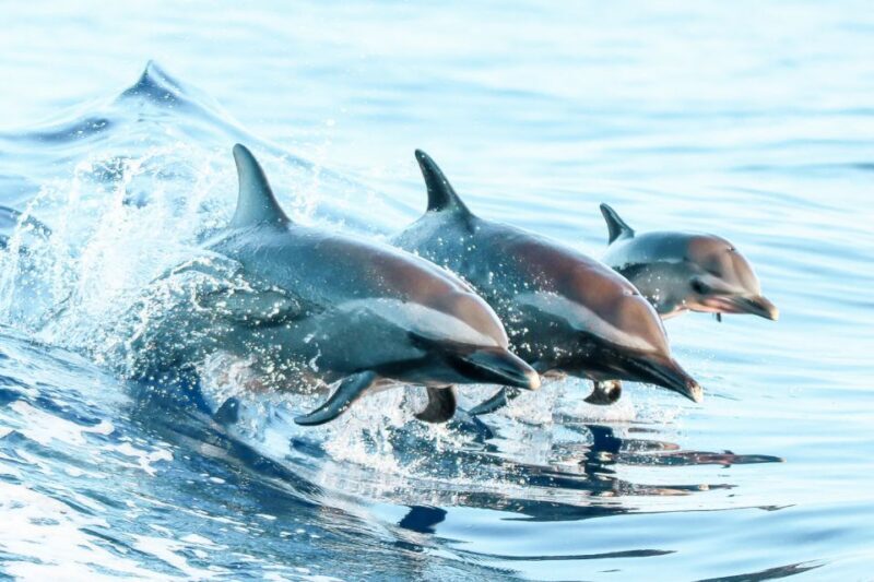 West Oahu: Turtles, Dolphins, and Snorkeling Tour with Lunch - Practical Tips for Your Trip