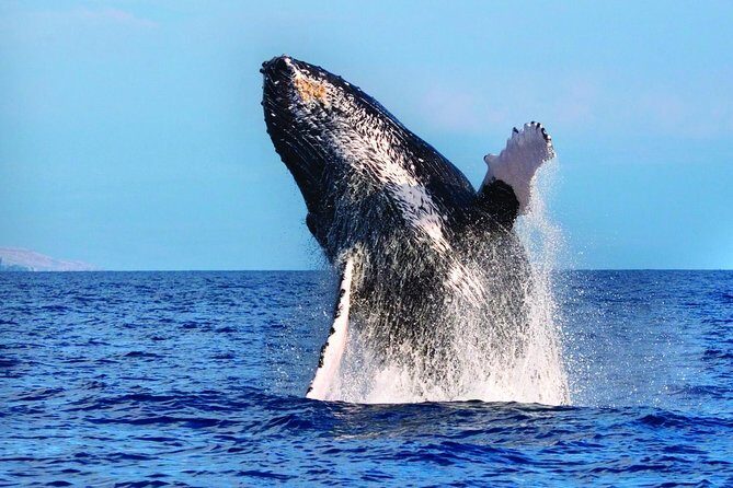 West Oahu Whale Watching Excursion - West Oahu Whale Watching Excursion: A Close-Up Look at Nature’s Gentle Giants