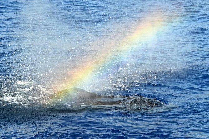 West Oahu Whale Watching Excursion - Key Points