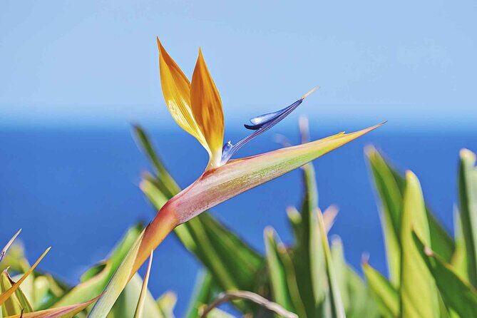 West of Madeira Private Full-Day Tour with Pickup from Funchal - A Close Look at the West of Madeira Tour