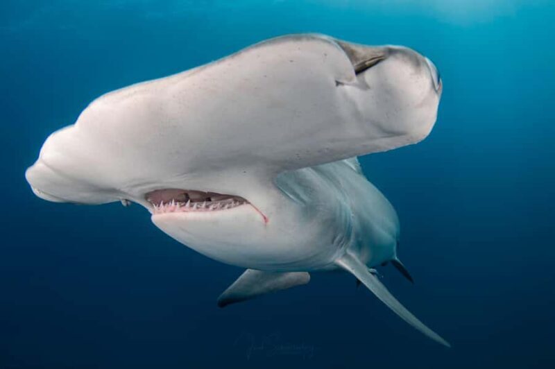 West Palm Beach: Shark Snorkel Adventure with Gung Ho Divers - West Palm Beach: Shark Snorkel Adventure with Gung Ho Divers