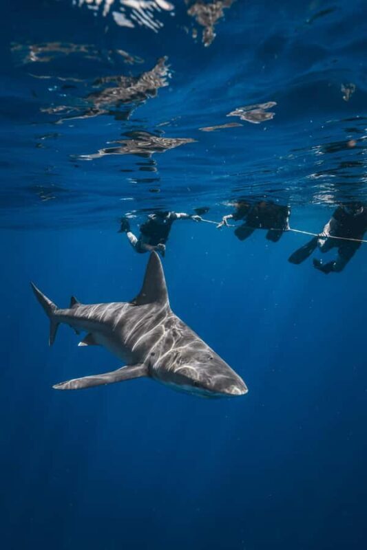 West Palm Beach: Shark Snorkel Adventure with Gung Ho Divers - Key Points