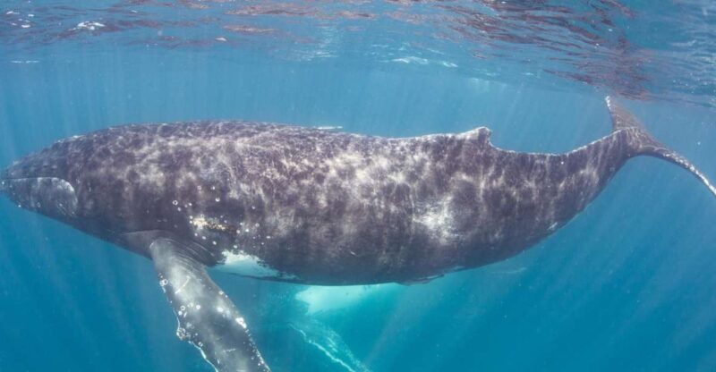 Western Australia: Swim with Humpback Whales - The Whale Encounter