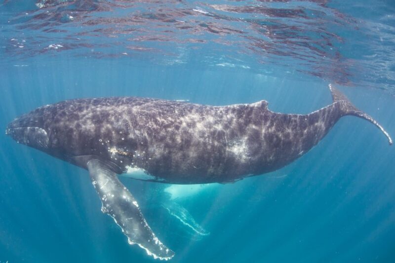 Western Australia: Swim with Humpback Whales - The Return to the Reef and Lunch