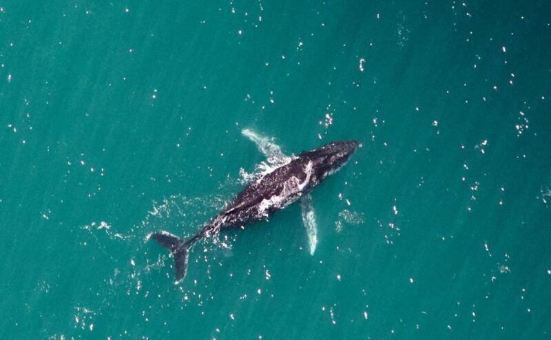 Western Australia: Swim with Humpback Whales - The Experience for Different Travelers