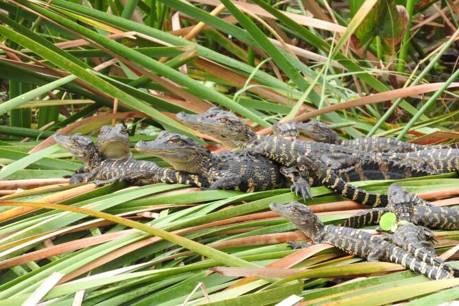 Western Everglades Adventure Tour - Experience the Western Everglades with a Guided Tour from Naples
