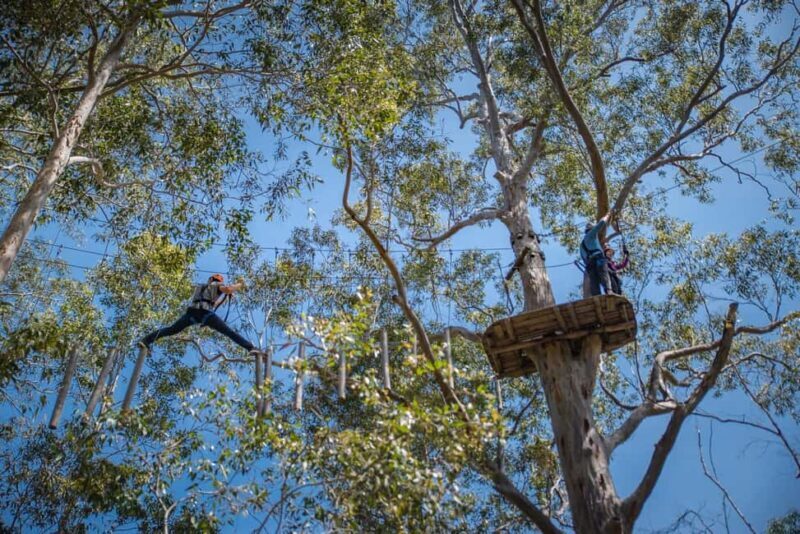 Western Sydney: Tree Ropes Courses - A Closer Look at the Experience