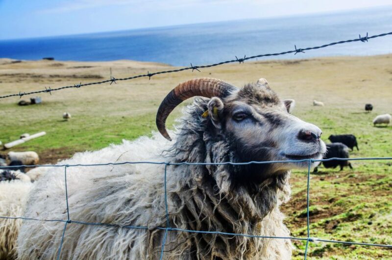 Westman Islands Day Tour from Reykjavik - Key Points