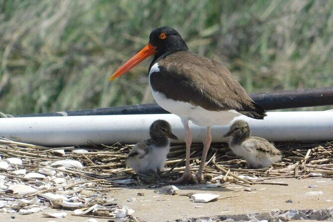 Wetlands Safari Eco-Cruise in Cape May (Birding By Boat) - A Detailed Look at the Wetlands Safari Eco-Cruise