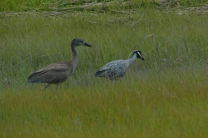 Wetlands Safari Eco-Cruise in Cape May (Birding By Boat) - FAQ