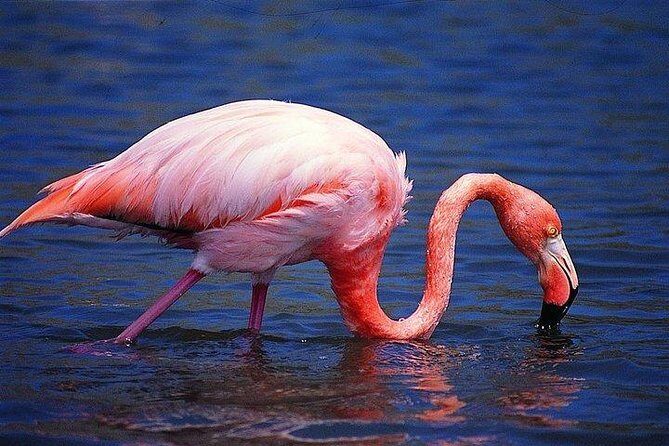 Wetlands Tour with Wall of Tears from Isabela Island - Final Thoughts