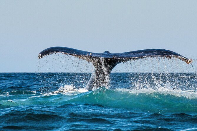 Whale and Dolphin Watch Boat Cruise in Oahu - Key Points
