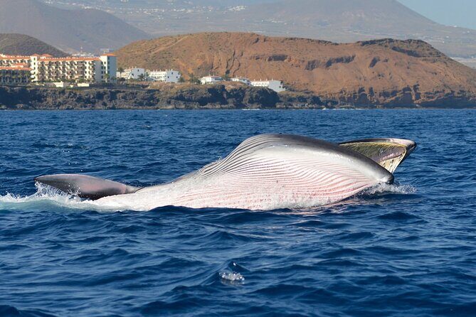 Whale and Dolphin Watching EcoAdventure in Tenerife - Key Points