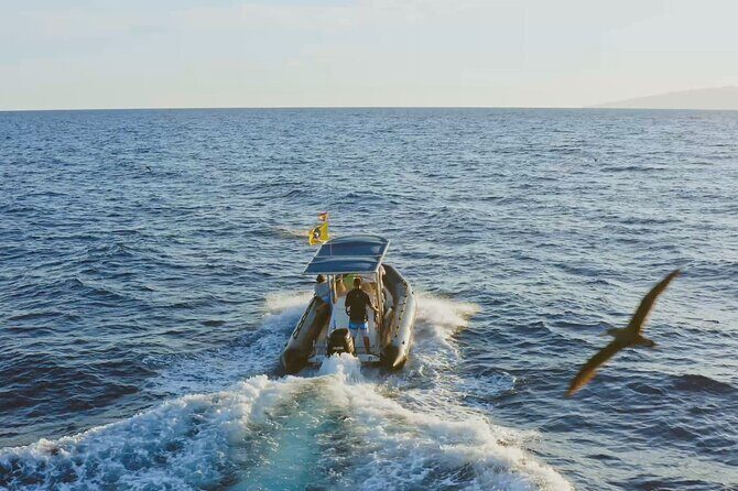 Whale and Dolphin Watching EcoAdventure in Tenerife - Who Should Consider This Tour?