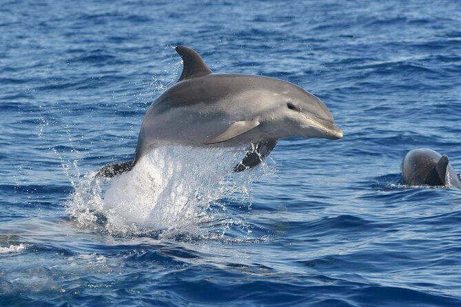 Whale and Dolphin Watching EcoAdventure in Tenerife - The Sum Up: Who Will Get the Most Out of This Tour?