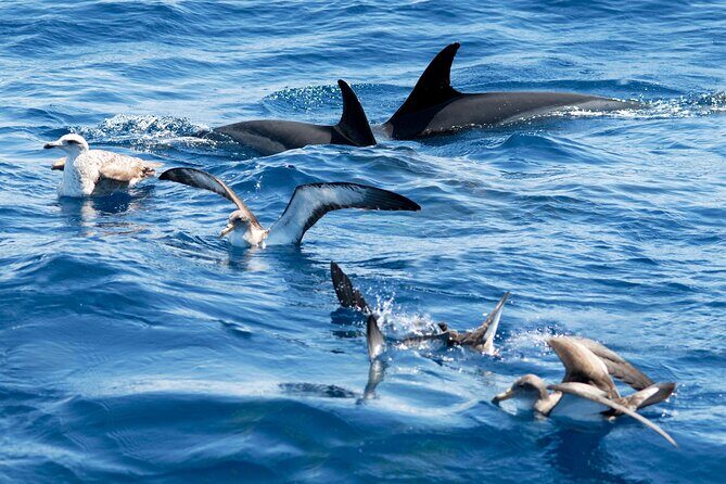 Whale and Dolphin Watching EcoAdventure in Tenerife - FAQ: Your Practical Questions Answered