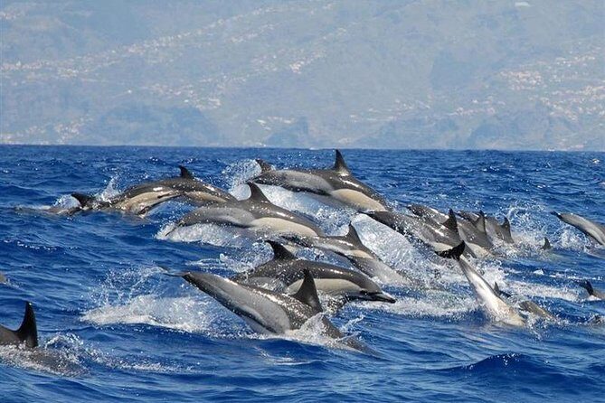 Whale and Dolphin Watching in Calheta, Madeira Island - An Authentic Marine Encounter in Madeira