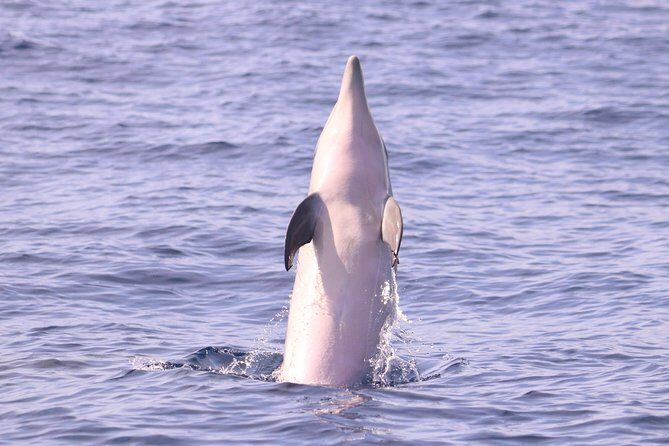 Whale and Dolphin Watching in Calheta, Madeira Island - The Sum Up: Who Should Book?