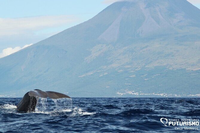 Whale and dolphin watching in Pico Island - Whale and dolphin watching in Pico Island