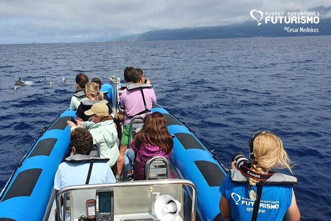 Whale and dolphin watching in Pico Island - An in-depth look at the Pico whale and dolphin tour