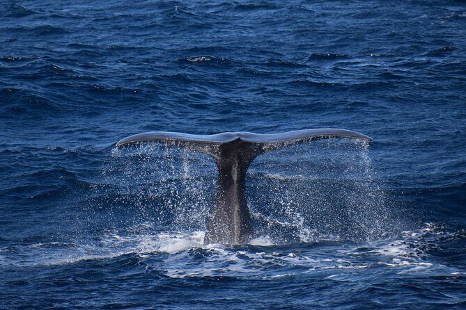 Whale and dolphin watching in Pico Island - FAQ