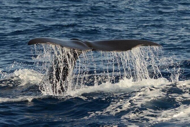 Whale and Dolphin Watching in Pico Island - Half Day - A Closer Look at Whale and Dolphin Watching in Pico Island