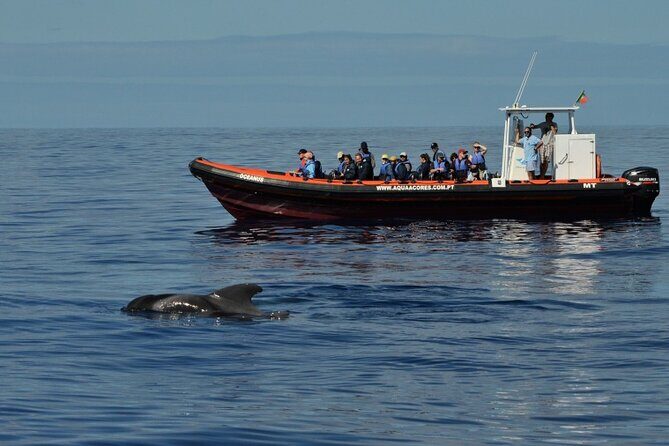 Whale and Dolphin Watching in Pico Island - Half Day - Key Points