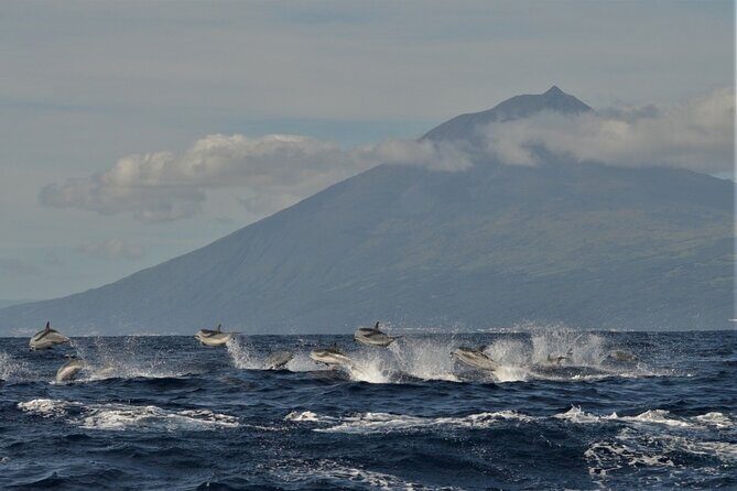 Whale and Dolphin Watching in Pico Island - Half Day - Analyzing the Value: Is It Worth It?