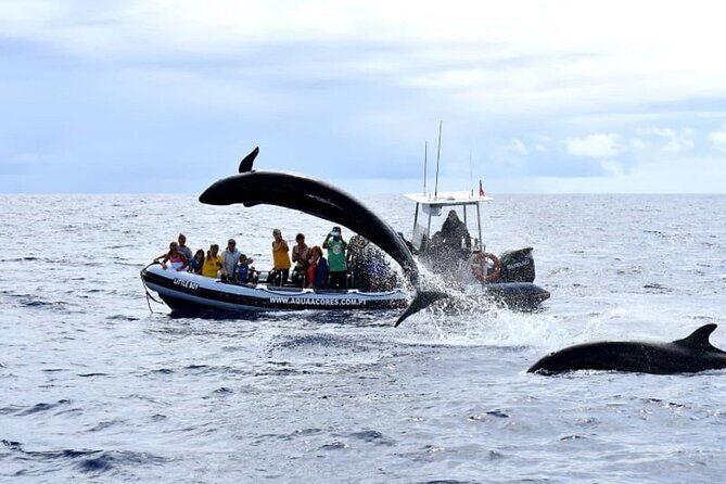 Whale and Dolphin Watching in Pico Island - Half Day - Practical Considerations and Tips