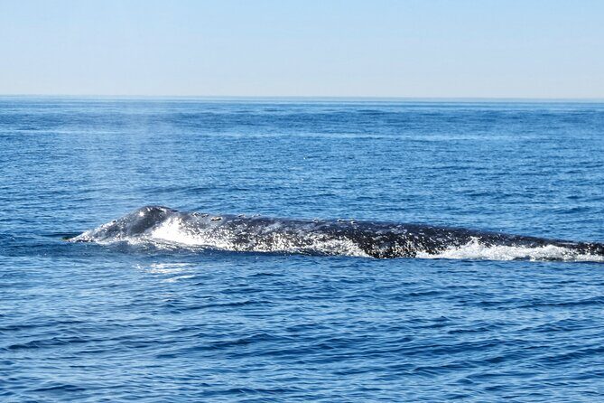 Whale and Dolphin Watching in San Diego - Who Should Consider This Tour?