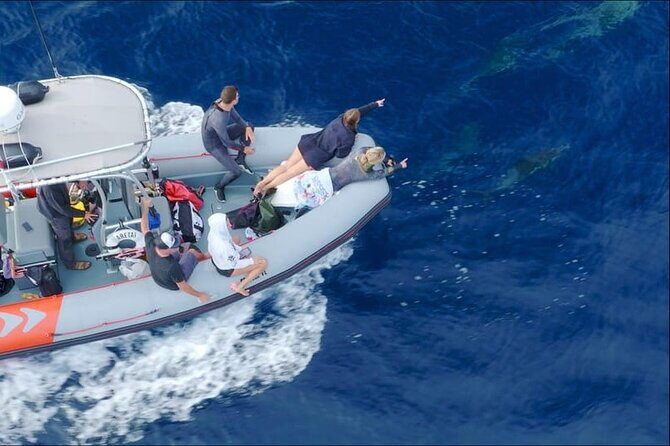 Whale and Dolphin Watching in San Diego Speedboat Tour - FAQs