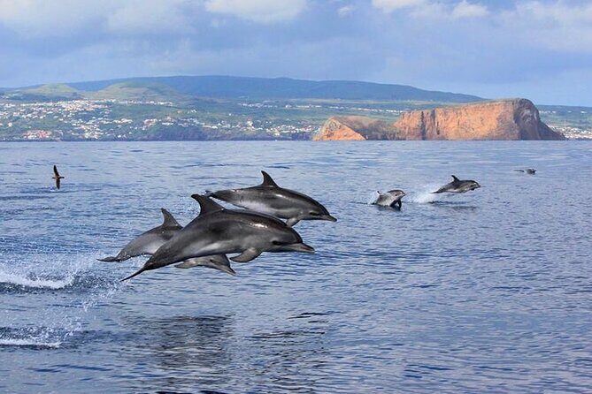 Whale and Dolphin Watching in Terceira Island - Who Should Consider This Tour?