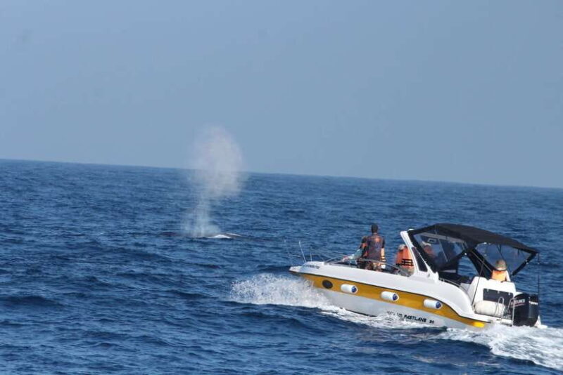 Whale and Dolphin Watching - Private Speed Boat Tour - A Detailed Look at the Whale and Dolphin Private Speed Boat Tour