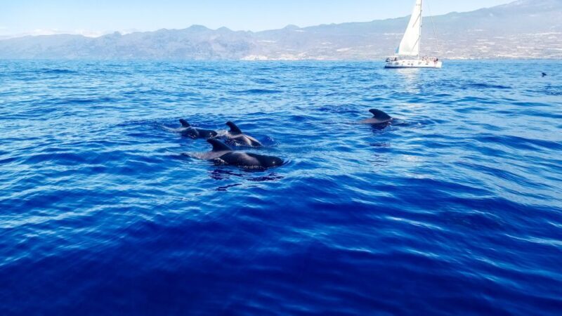 Whale and Dolphin Watching Sailing Tour  Los Gigantes (3H) - Frequently Asked Questions