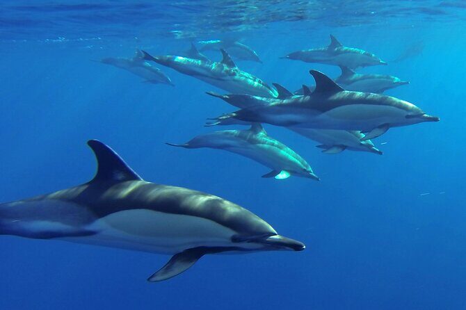 Whale and Dolphin Watching Tour from Funchal - The Bottom Line