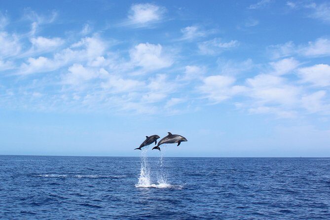 Whale and Dolphin Watching Tour in Madeira - Madeira Whale and Dolphin Watching Tour: An Authentic Marine Adventure
