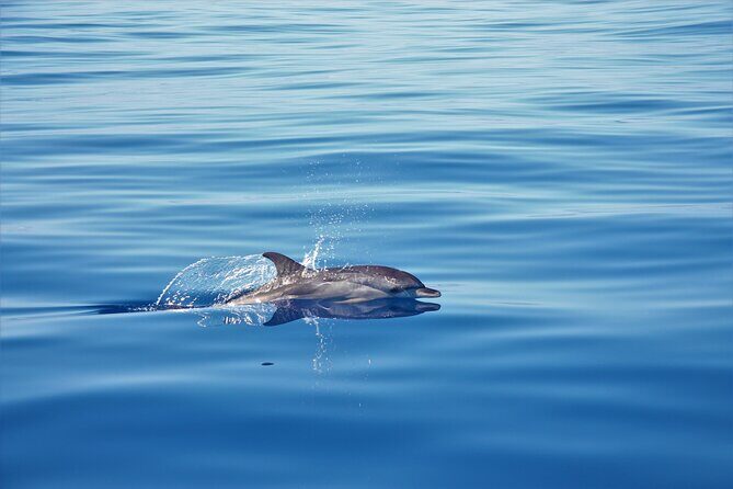 Whale and Dolphin Watching Tour in Madeira - A Close Look at the Experience