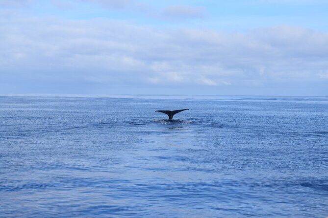 Whale and Dolphin Watching Tour in Madeira - Who Will Love This Tour?