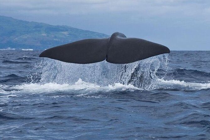 Whale and Dolphin Watching Tour on Pico Island - In-Depth Review of the Whale and Dolphin Watching Tour