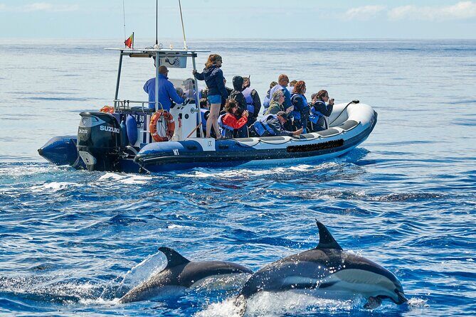 Whale and Dolphin Watching Tour on Pico Island - Final Thoughts: Why You Should Consider This Tour