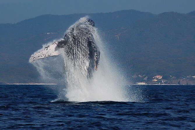 Whale and Dolphin Watching with a Biologist in Puerto Vallarta - Key Points