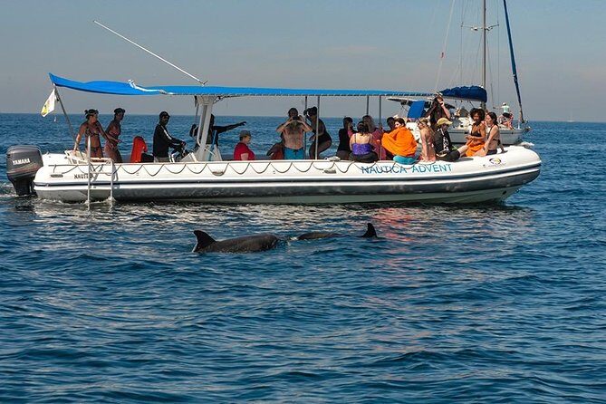 Whale and Dolphin Watching with a Biologist in Puerto Vallarta - In-Depth: Why This Tour Delivers More Than Just Sightings
