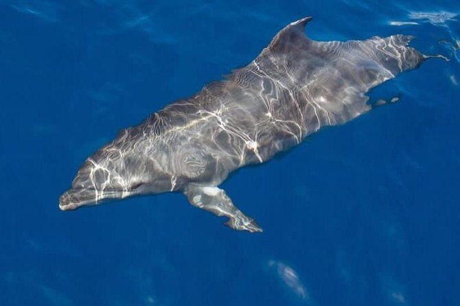 Whale and Dolphin Watching Yacht Trip in Puerto Colon - A Deep Dive into the Experience