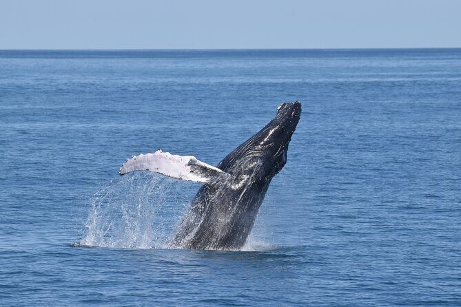 Whale Dolphin and Bird Watching Ecotour Cruise - Experience the Wonders of Cape May’s Marine Life
