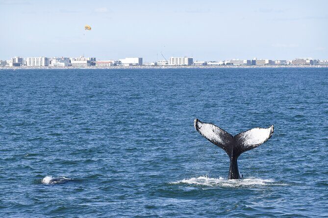 Whale Dolphin and Bird Watching Ecotour Cruise - A Deep Dive into the Detailed Experience