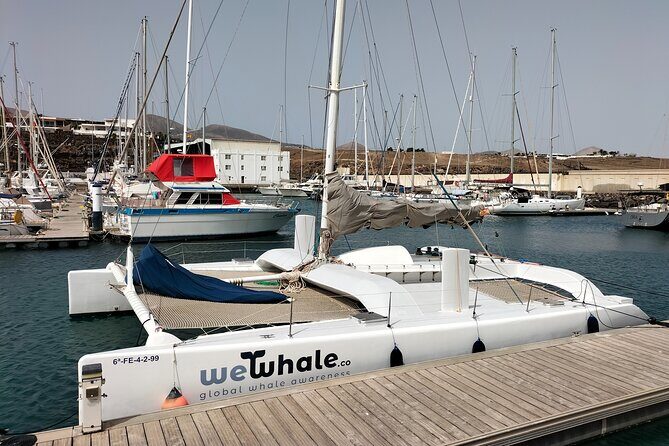 Whale & Dolphin Observation on Silent Catamaran with Hydrophone - Key Points